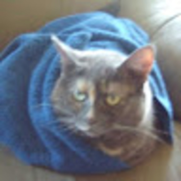 Meet your Posher, Kennedy - Picture 1 of 1